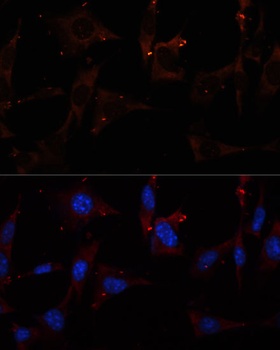 RALA Antibody