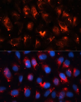 RALA Antibody