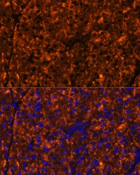 SERPINI2 Antibody