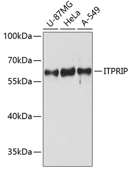 ITPRIP Antibody