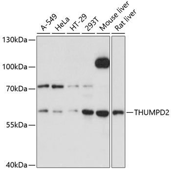 THUMPD2 Antibody