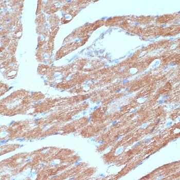 ACSL3 Antibody