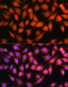 OTUB1 Antibody