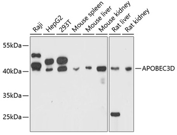 APOBEC3D Antibody