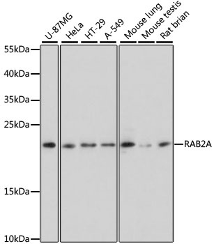 RAB2A Antibody