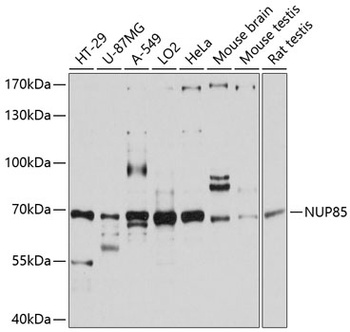 NUP85 Antibody