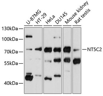 NT5C2 Antibody