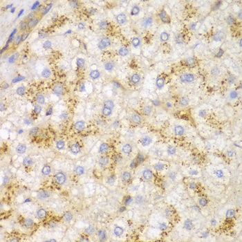 ACTN1 Antibody