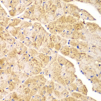 ACTN1 Antibody