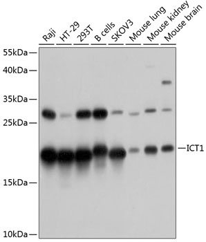 ICT1 Antibody