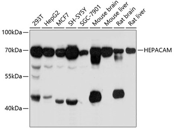 HEPACAM Antibody