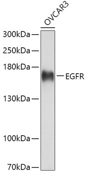 EGFR Antibody