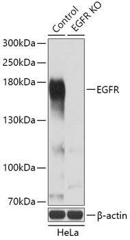 EGFR Antibody