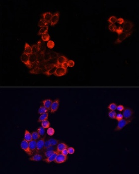 EGFR Antibody