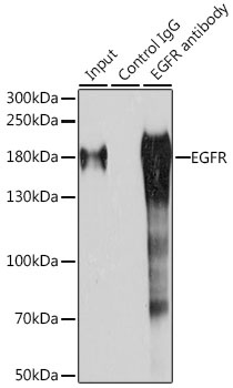 EGFR Antibody