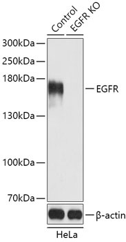 EGFR Antibody