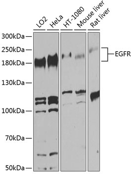 EGFR Antibody