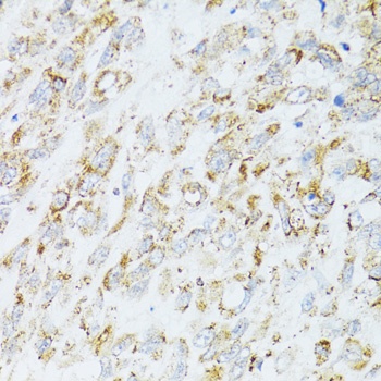 EGFR Antibody