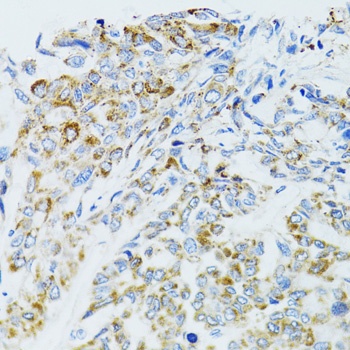 EGFR Antibody