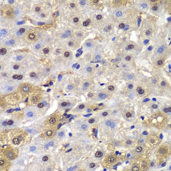 MAD1L1 Antibody