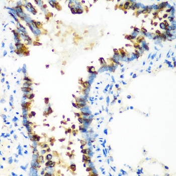 MTCO2 Antibody
