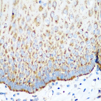 MTCO2 Antibody