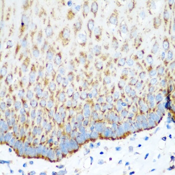 MT-CO2 Antibody