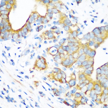 MTCO2 Antibody