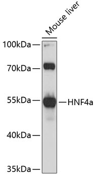 HNF4a Antibody