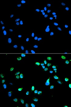 IRF5 Antibody