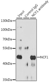 NCF1 Antibody