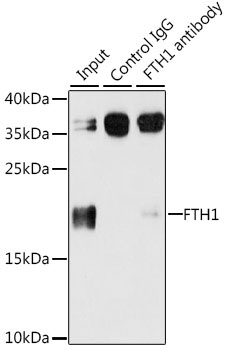 FTH1 Antibody
