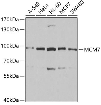 MCM7 Antibody