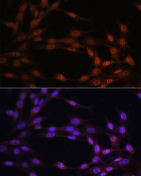 c-Jun Antibody