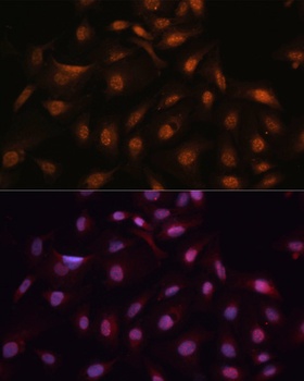 c-Jun Antibody