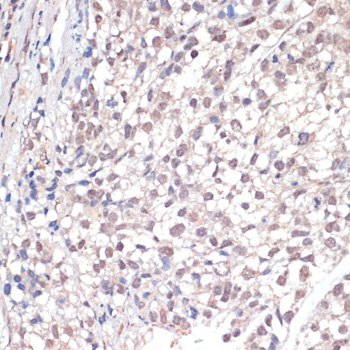 c-Jun Antibody