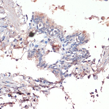 c-Jun Antibody