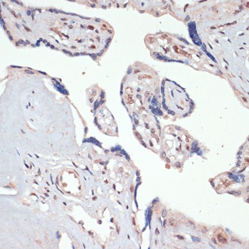 c-Jun Antibody