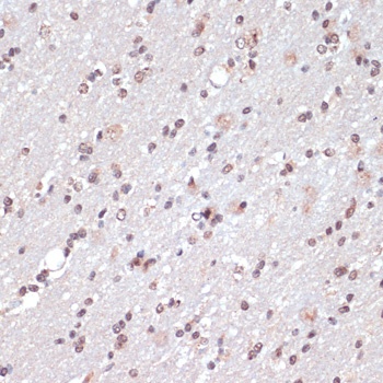 c-Jun Antibody