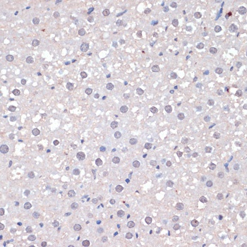 c-Jun Antibody