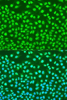 c-Jun Antibody
