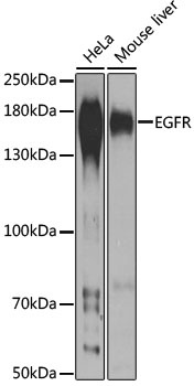 EGFR Antibody