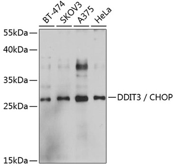 DDIT3 Antibody