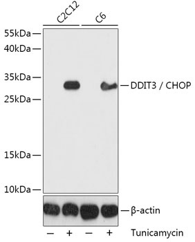 DDIT3 Antibody