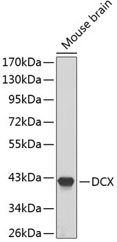 DCX Antibody