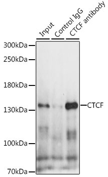 CTCF Antibody