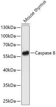 Casp8 Antibody