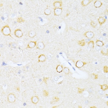Casp8 Antibody