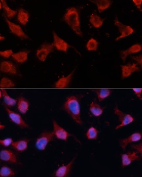 Casp8 Antibody