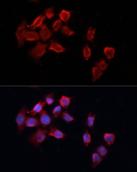 Casp8 Antibody
